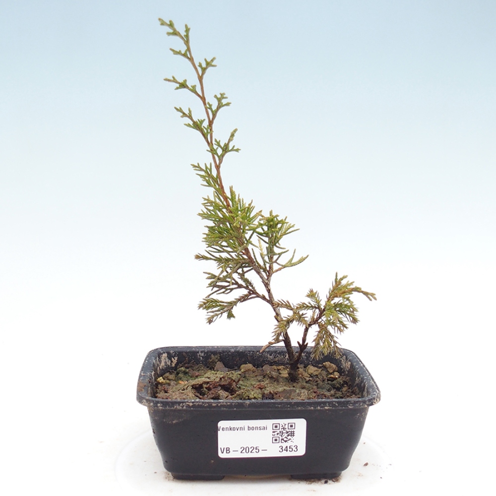 Vonkajší bonsai - Juniperus chinensis Itoigawa -Jalovec čínsky