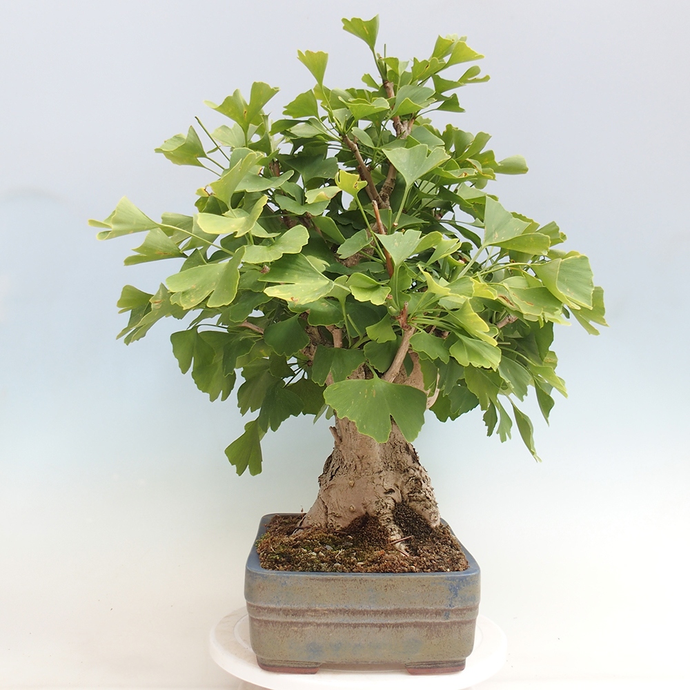 Vonkajší bonsai - Jinan dvojlaločný - Ginkgo biloba