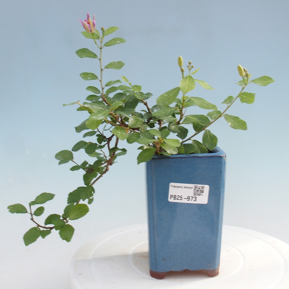 Izbová bonsai - Grewia occidentalis - Hviezdica levanduľová