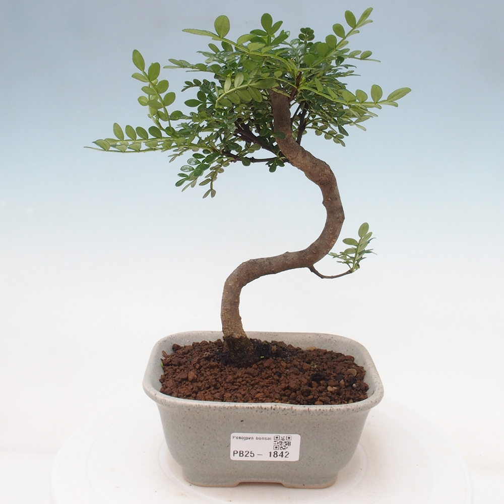 Izbová bonsai - Zantoxylum piperitum - piepor