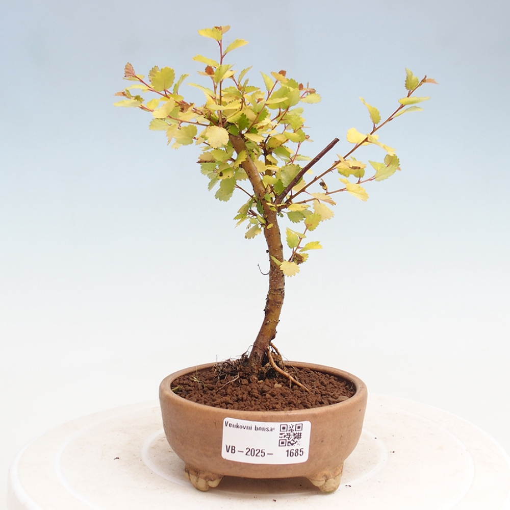 Vonkajší bonsai - breza trpasličí - Betula NANA Treasure