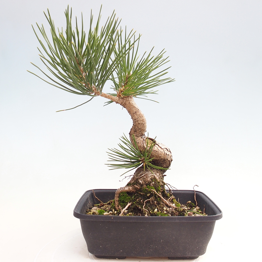 Vonkajšie bonsaje - Pinus thunbergii - borovica Thunbergova