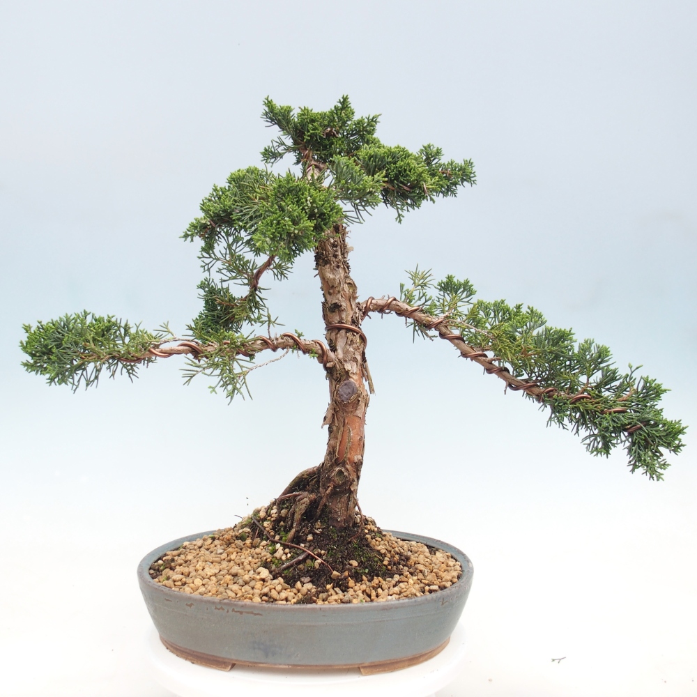 Vonkajšie bonsai - Juniperus chinensis Kishu -Jalovec čínsky