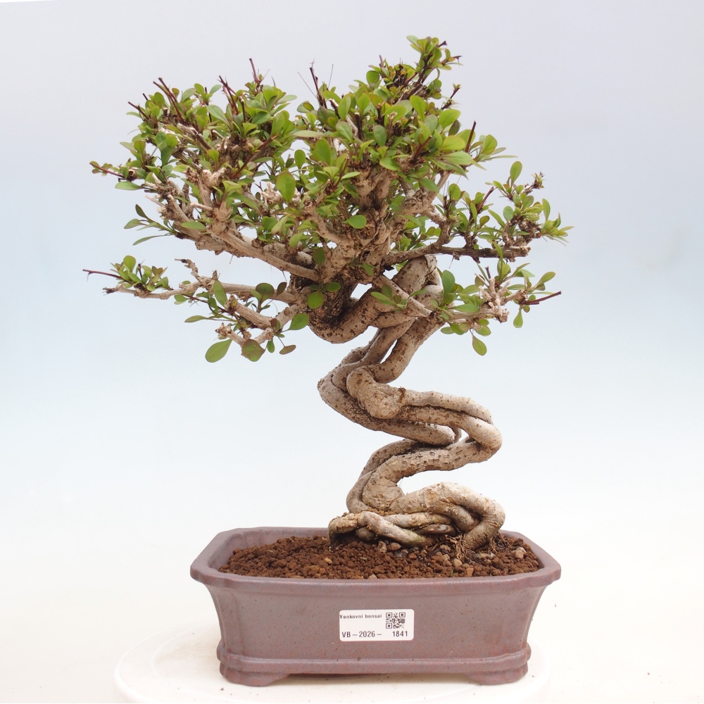 Vonkajšie bonsaje - Berberis coreana