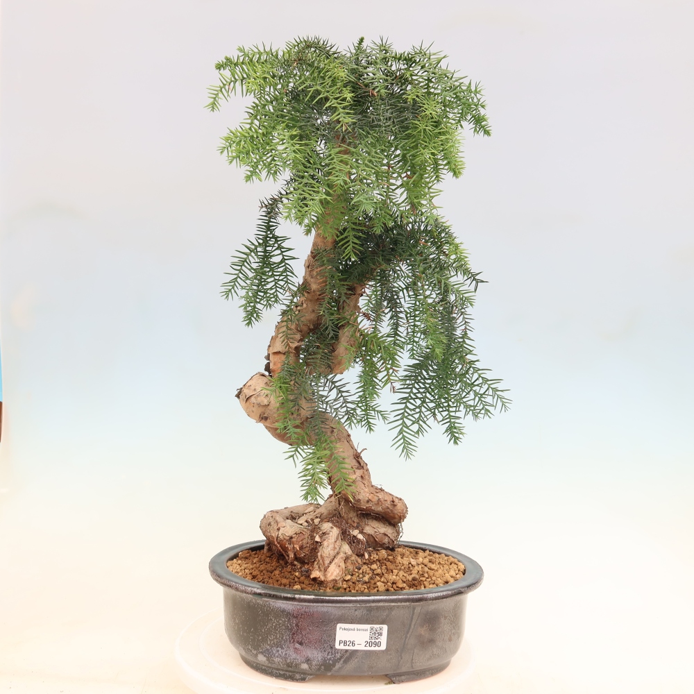 Izba bonsai – Araukária – izba smreček