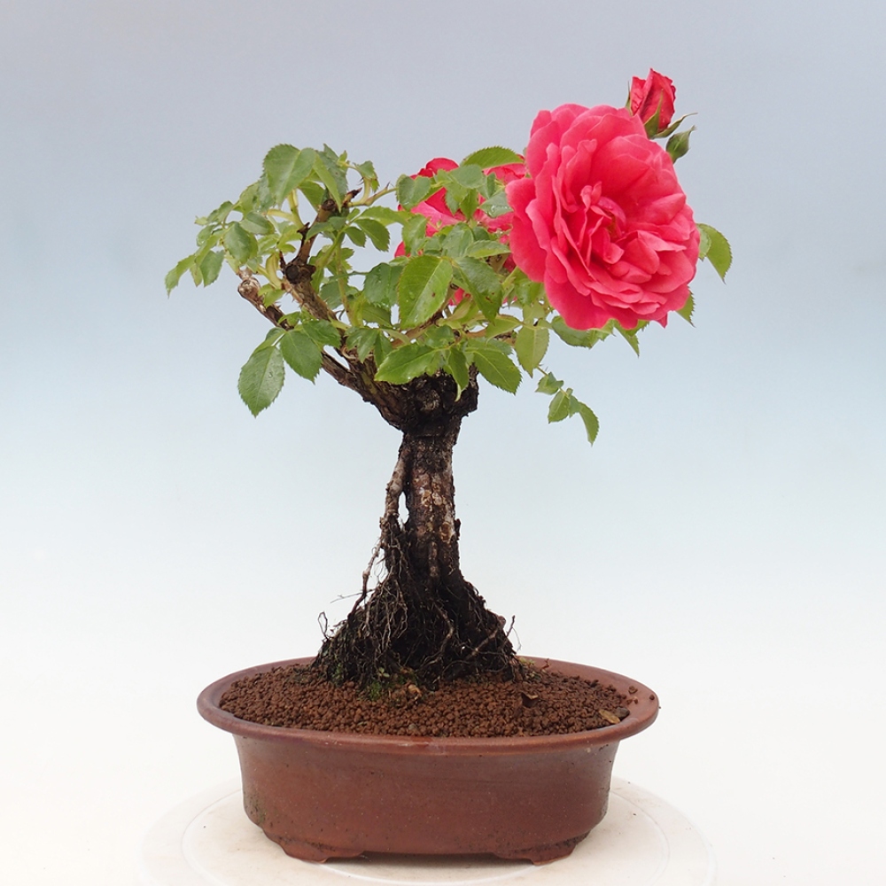 Vonkajší bonsai - Rosa Kordes - ruža