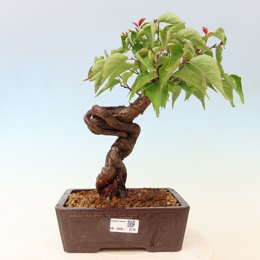 Vonkajšie bonsaje – Japonská marhuľa – Prunus Mume