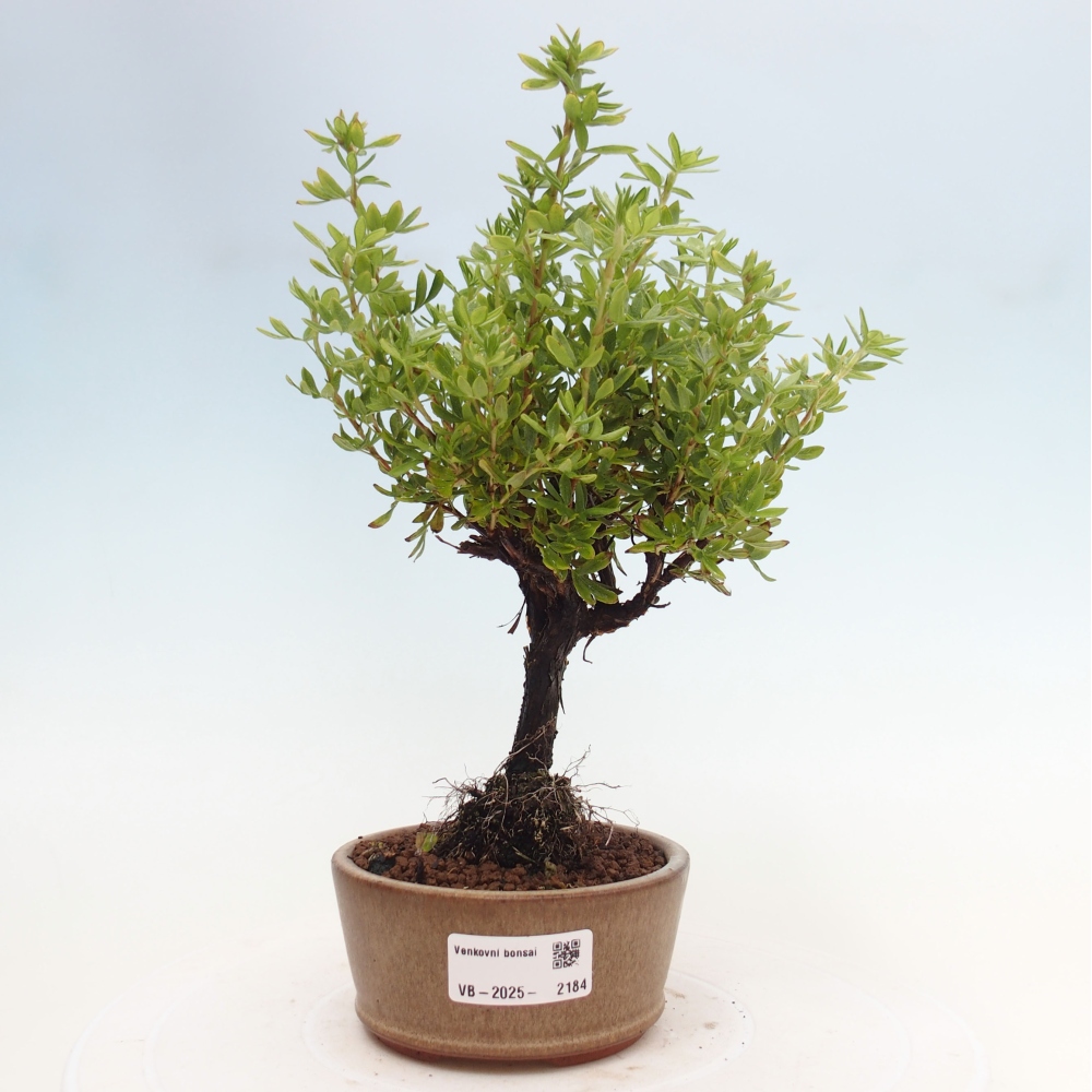 Vonkajšia bonsai-Nátržník krovitá - potentila fruticosa yellow Bird