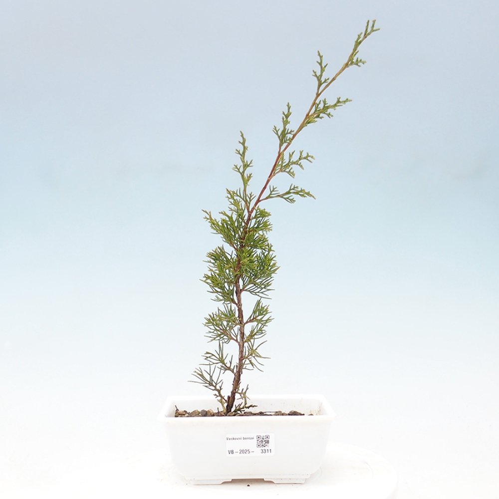 Vonkajší bonsai - Juniperus chinensis Itoigawa -Jalovec čínsky