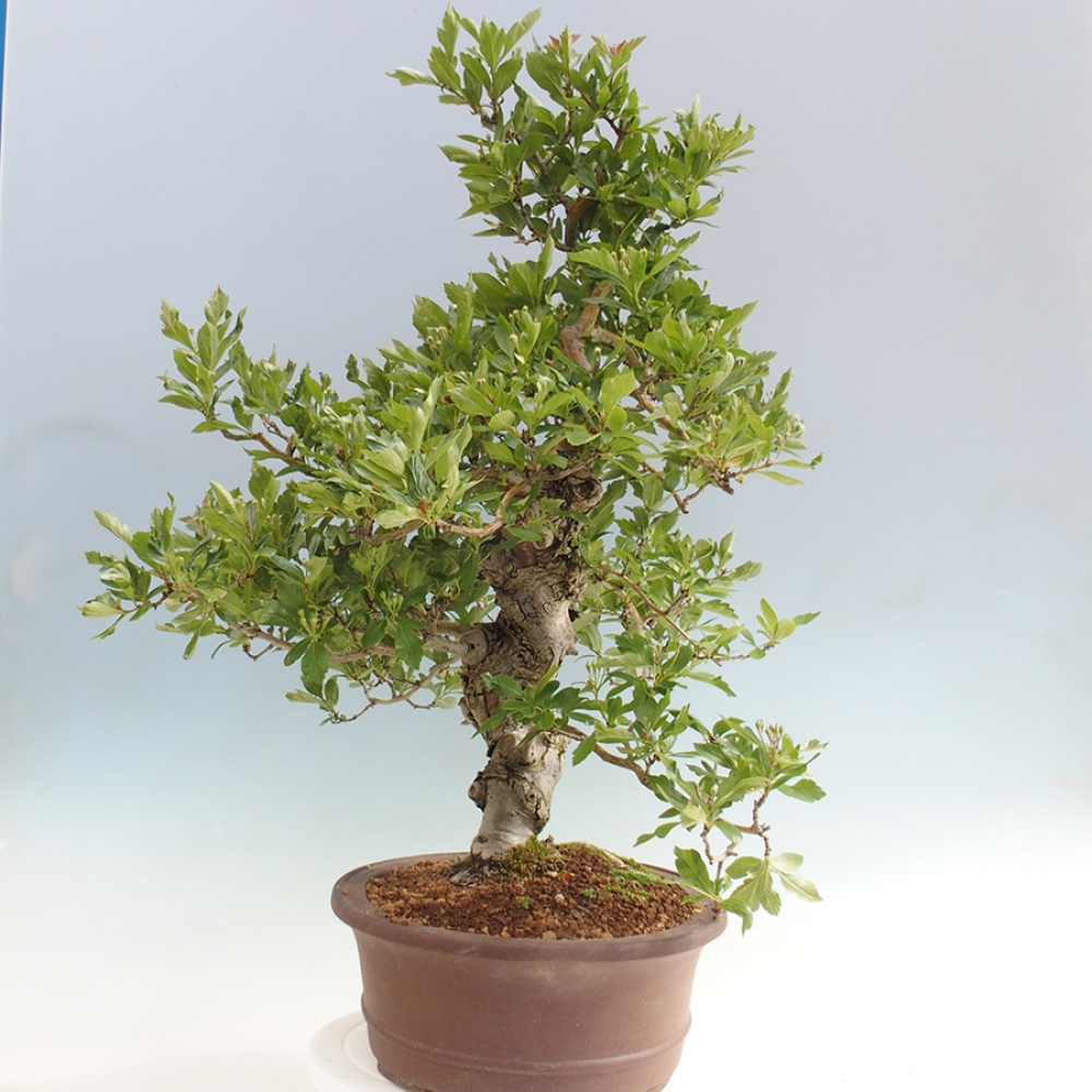 Vonkajší bonsai - Hloh klinovitý - Crataegus cuneata