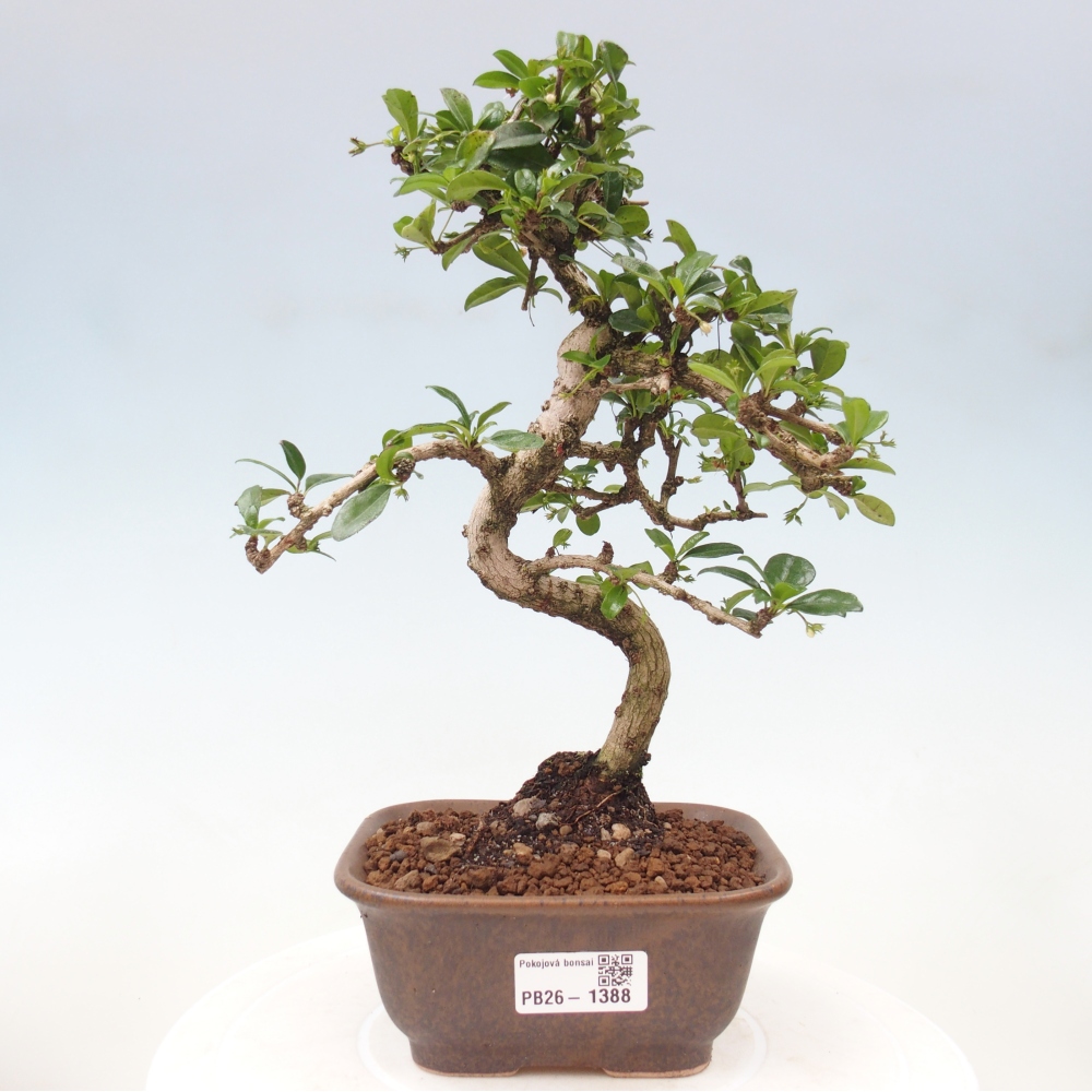 Izbové bonsaje - Carmona macrophylla - Tea fuki