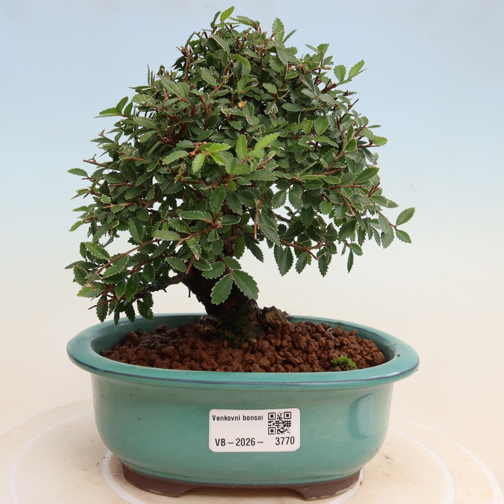 Vonkajšie bonsaje - Zelkova - Zelkova NIRE