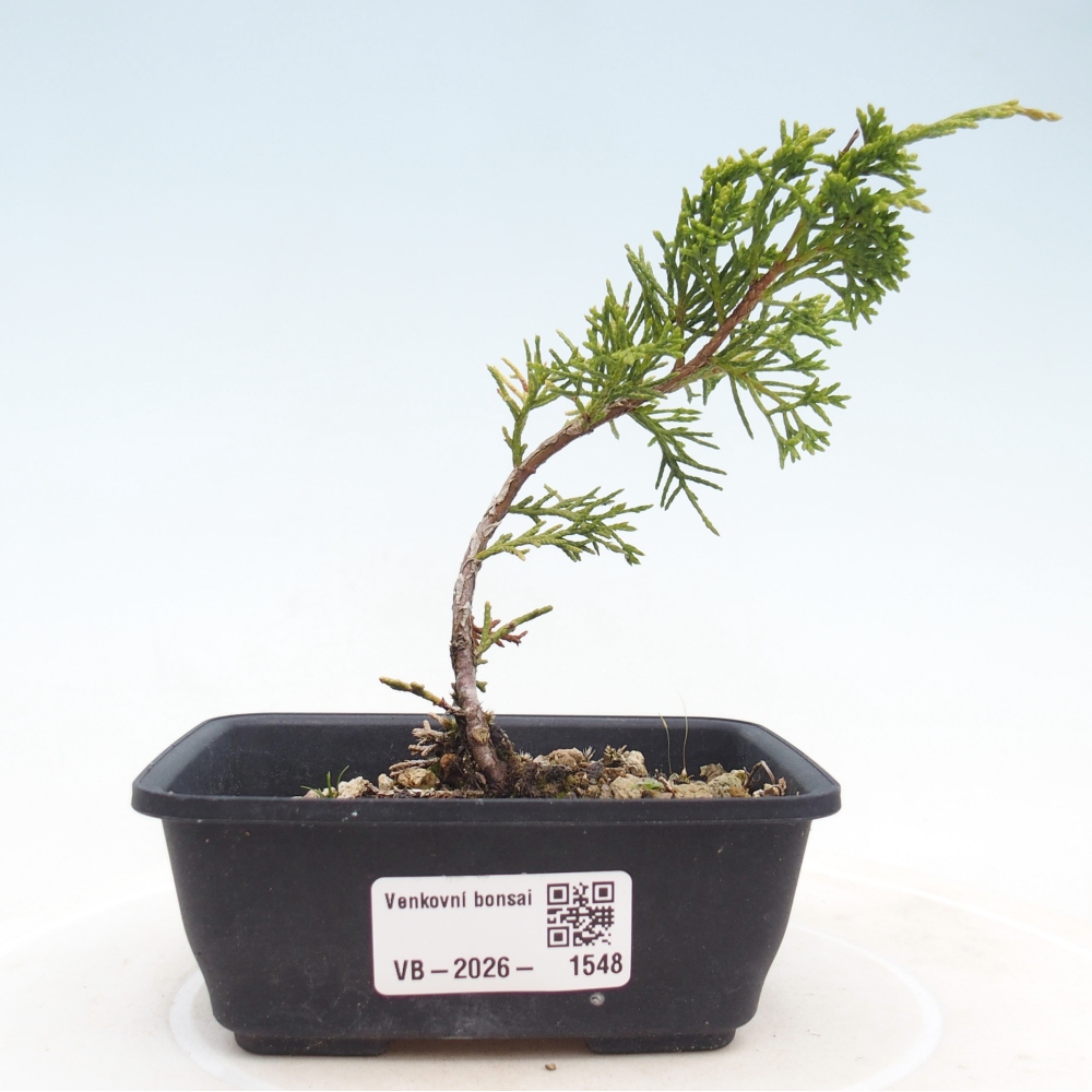 Vonkajší bonsaj - Juniperus chinensis Itoigawa