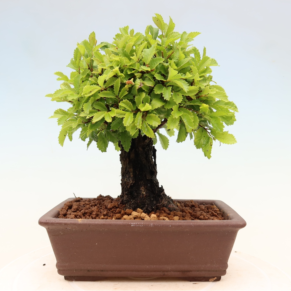 Vonkajšie bonsaje - Zelkova - Zelkova NIRE