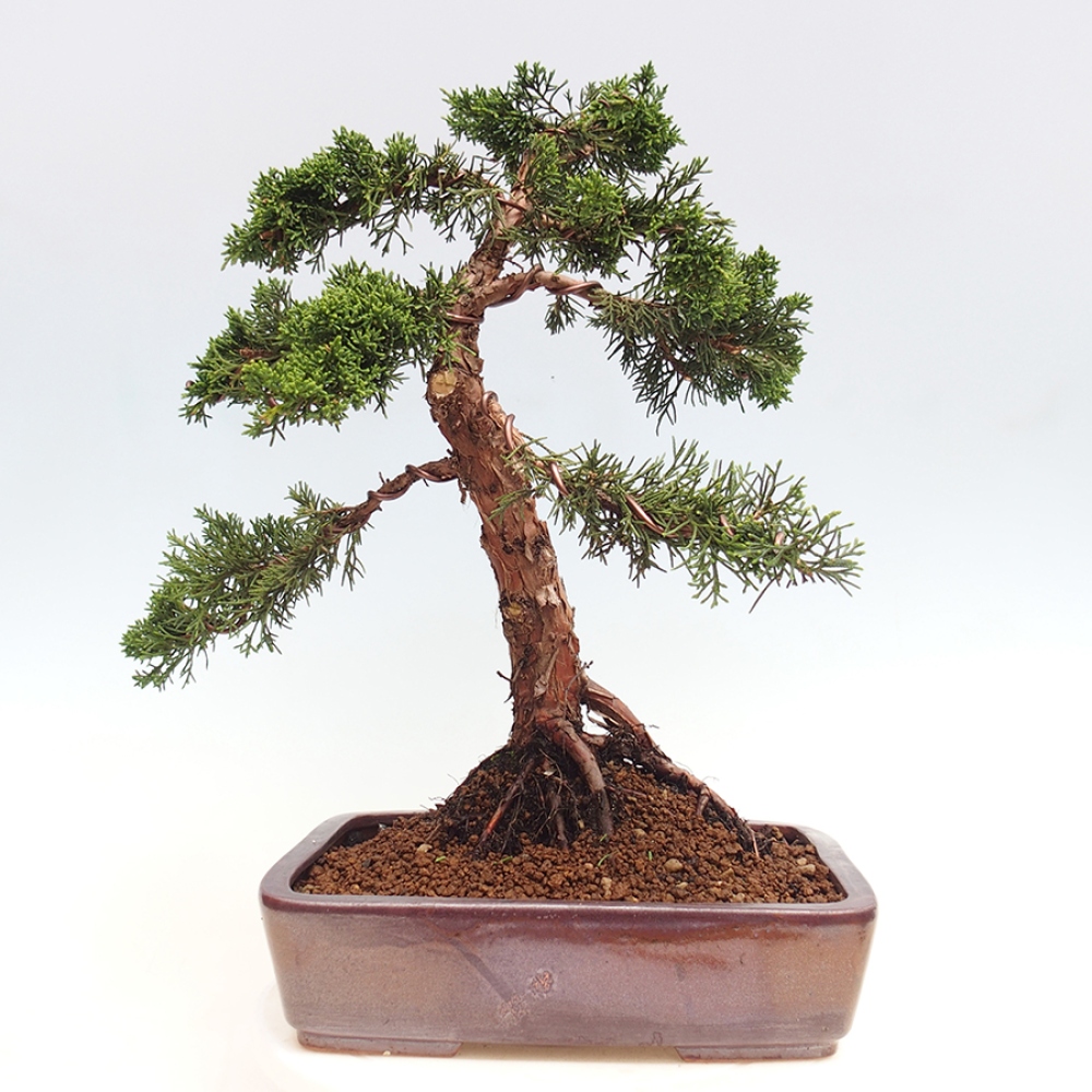 Vonkajšie bonsai - Juniperus chinensis Kishu -Jalovec čínsky