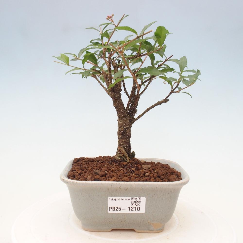 Izbová bonsai - Malpighia coccigera- Barbdorská čerešňa