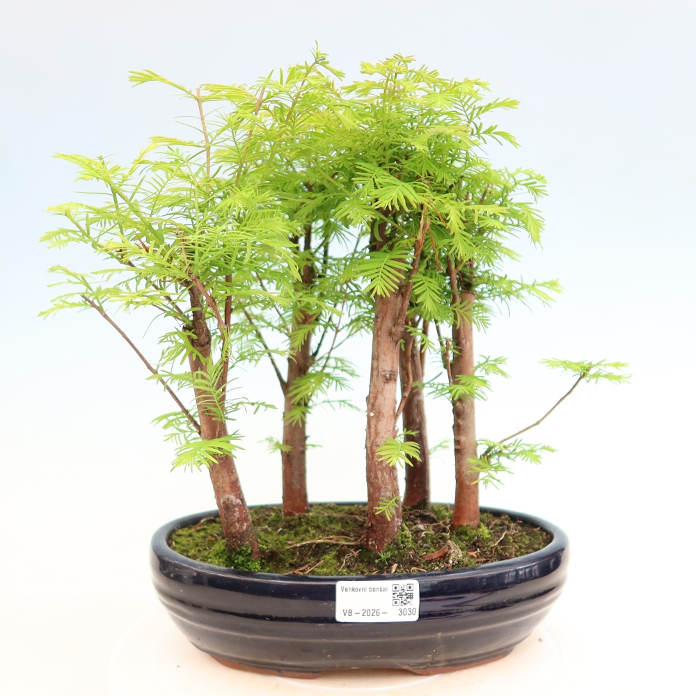 Vonkajší bonsai – Metasequoia glyptostroboides – čínska metasekvoja – hájik