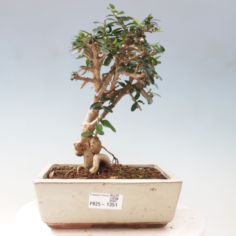Izbová bonsai - Olea europaea sylvestris -Oliva evropská drobnolistá