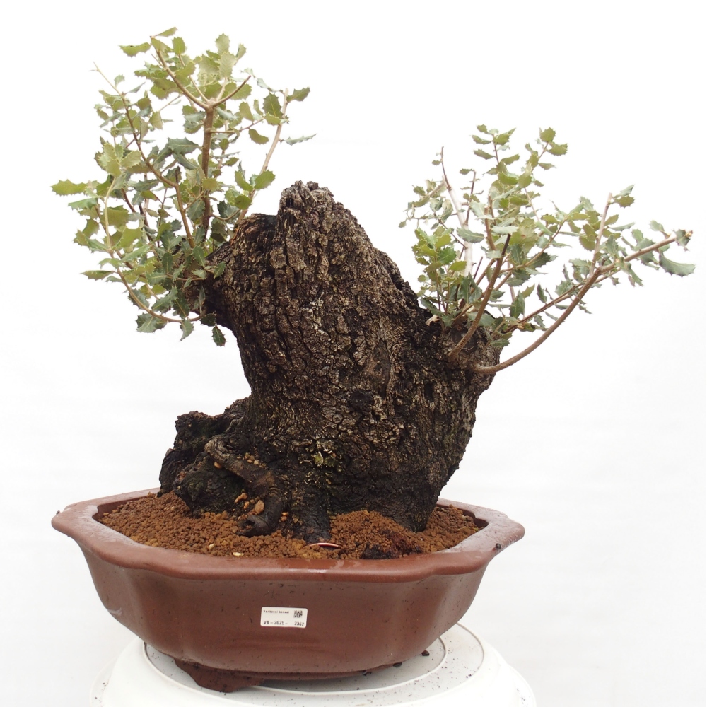 Yamadori - Quercus Ilex -Dub cezmínovitý