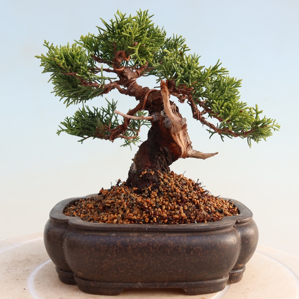 Vonkajší bonsai - Juniperus chinensis Itoigawa -Jalovec čínsky