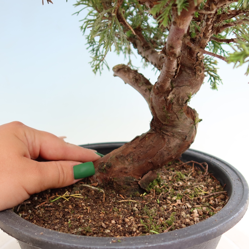 Vonkajší bonsai – Juniperus chinensis Itoigawa – čínsky jalovec
