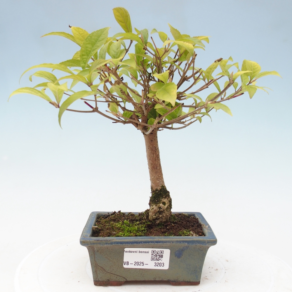 Vonkajšia bonsai - krásnoplodka - Callicarpa jap. Leucocarpa