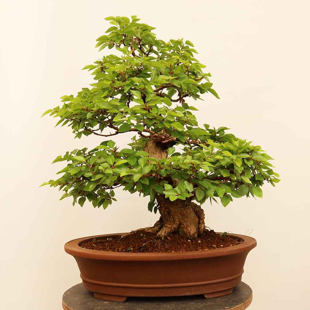 Vonkajší bonsai -Carpinus Coreana - Hrab kórejský