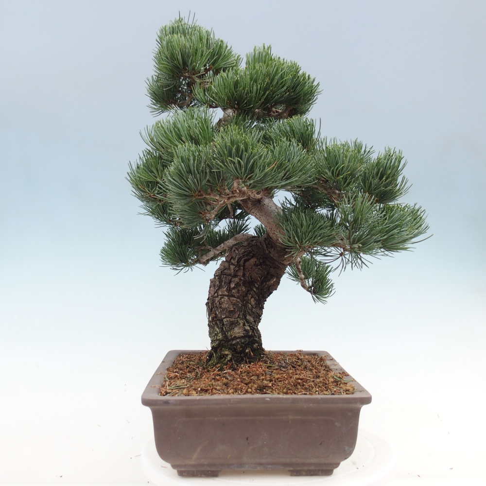 Vonkajšie bonsai - Pinus parviflora - Borovica drobnokvetá