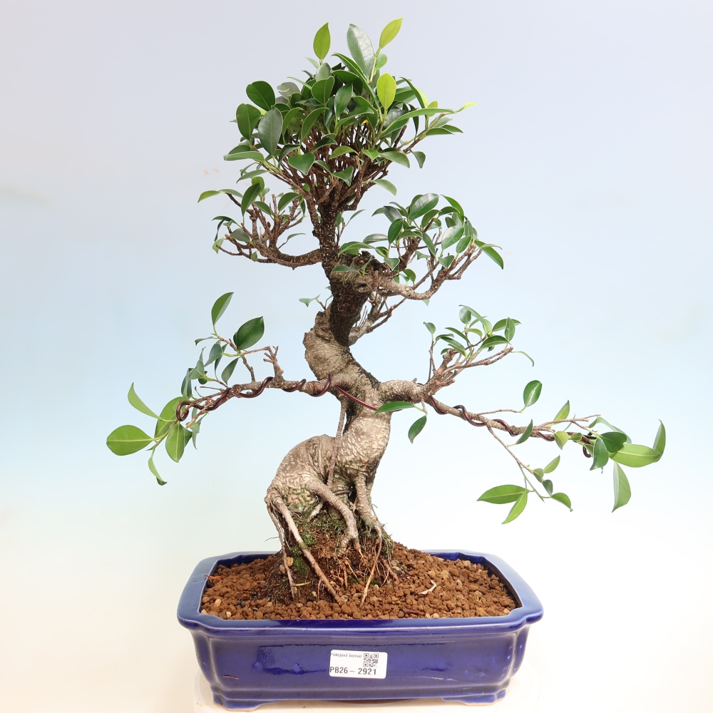 Izbové bonsaje - Ficus kimmen - drobnolistý fikus