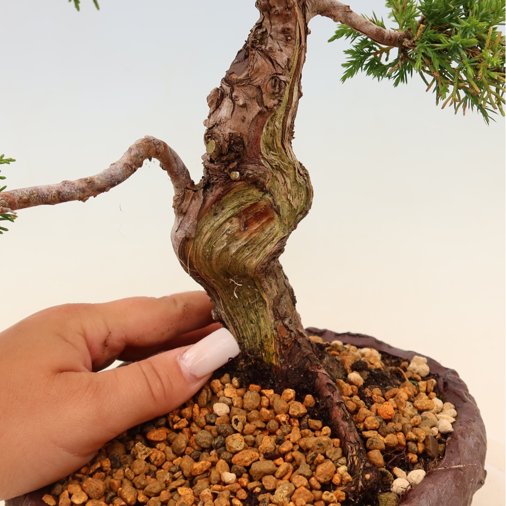 Vonkajší bonsaj - Juniperus chinensis Itoigawa