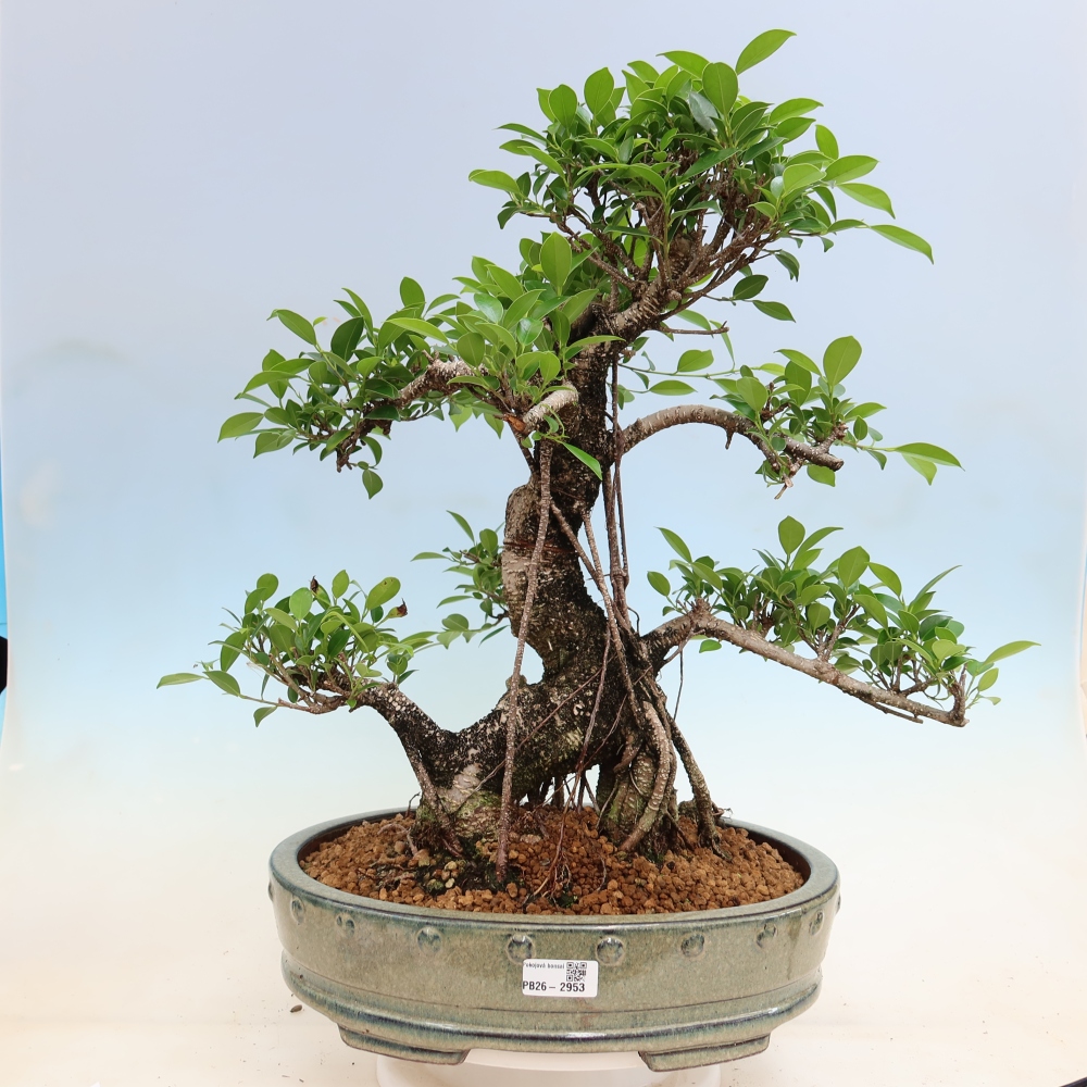 Izbové bonsaje - Ficus kimmen - drobnolistý fikus