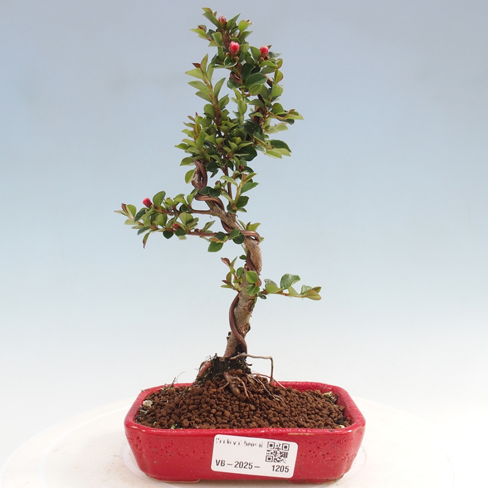 Vonkajší bonsai-Cotoneaster horizontalis - Skalník