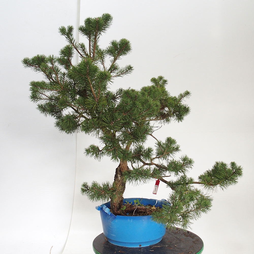 Yamadori - Pinus sylvestris Španielsko