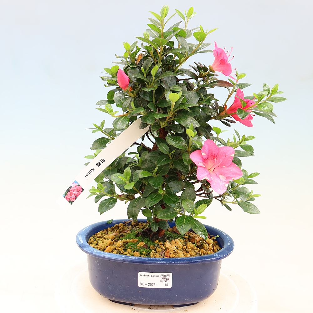 Vonkajšie bonsaje - Japonské azalky - Azalea Kobai