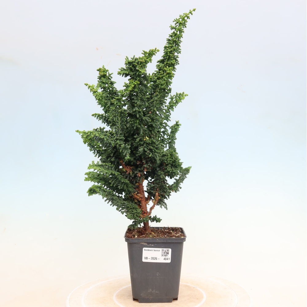 Vonkajší bonsaj - Cham. obtusa SEKKA HINOKI - Cypruštek