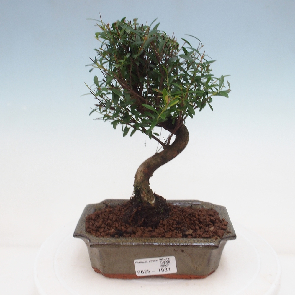 Izbová bonsai - Syzygium - pimentovníka