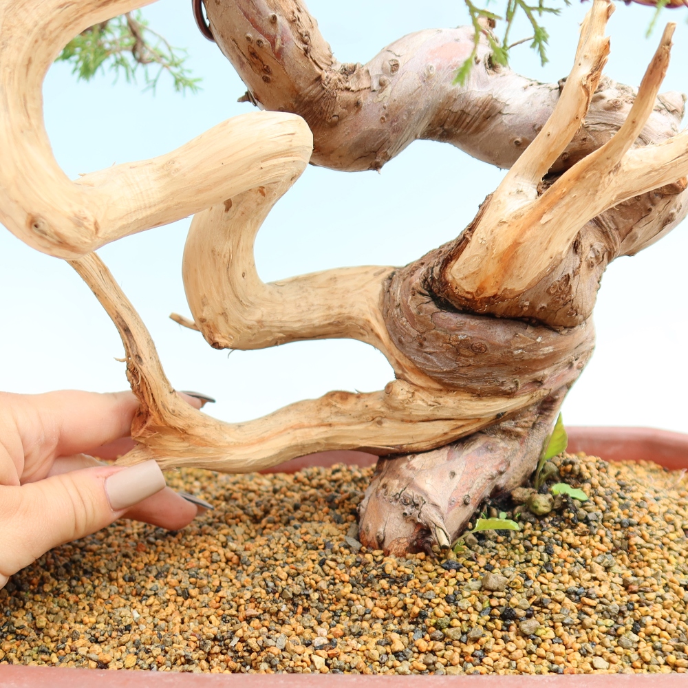 Vonkajší bonsai – Juniperus chinensis Itoigawa – čínsky jalovec