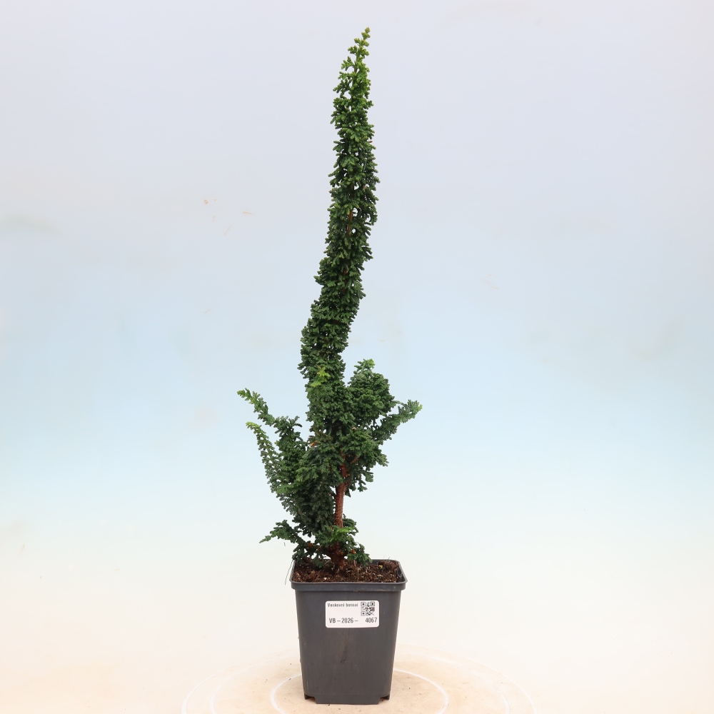 Vonkajší bonsaj - Cham. obtusa SEKKA HINOKI - Cypruštek