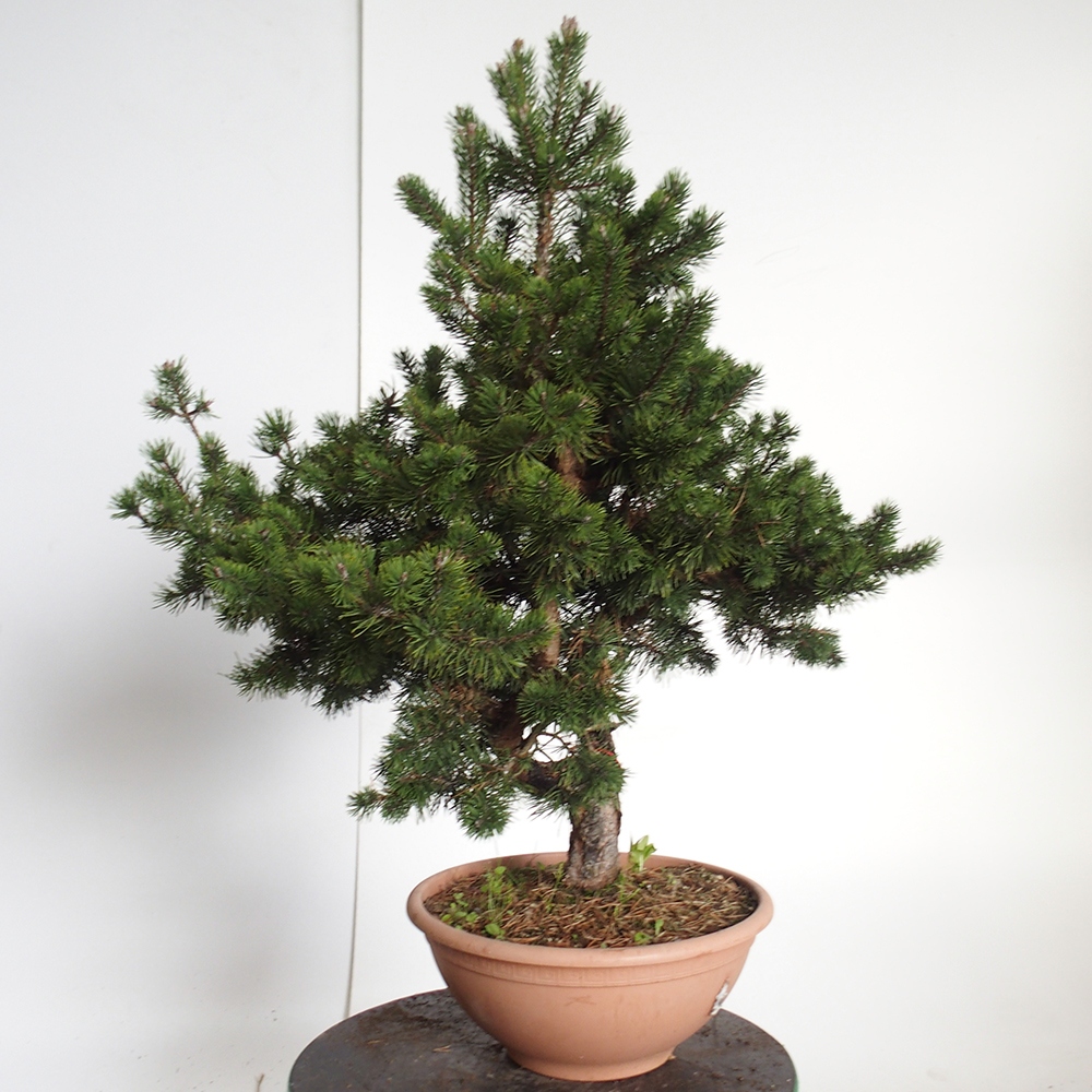 Yamadori - Pinus sylvestris Španielsko