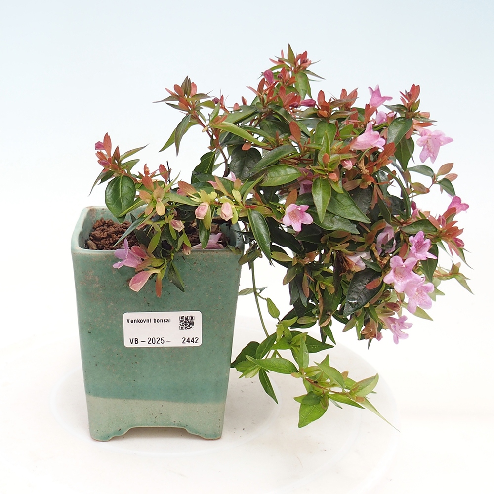 Vonkajší bonsai - Abelia Grandiflora - Abélia veľkokvetá