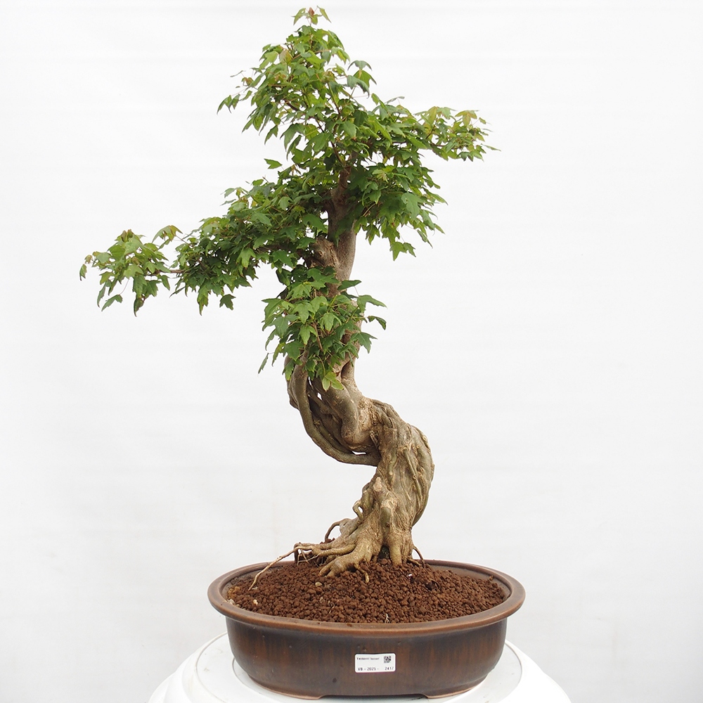 Vonkajšie bonsai - Javor Buergerianum - Javor Burgerův