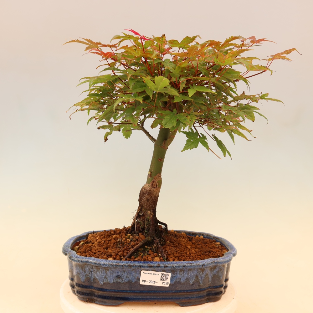 Javor poľný - Acer palmatum Beni Tsukasa