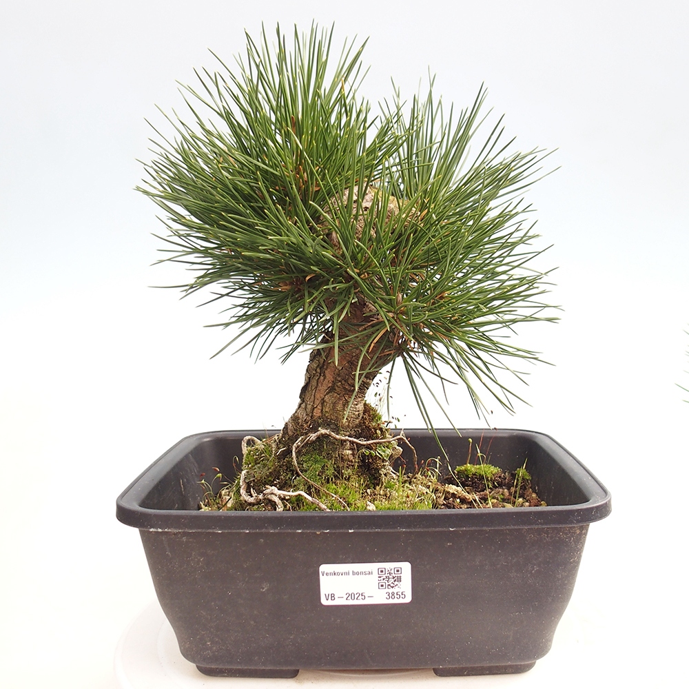 Vonkajšie bonsaje - Pinus thunbergii - borovica Thunbergova