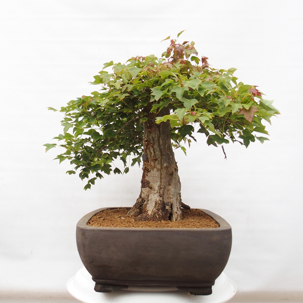 Vonkajšie bonsai - Javor Buergerianum - Javor Burgerův