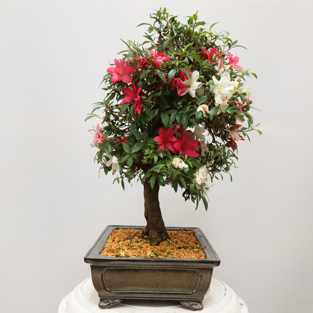 Vonkajšie bonsaje - Japonské azalky - Azalea satsuki