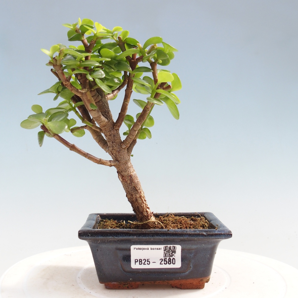 Izbová bonsai - Portulakaria Afra - Tlustice