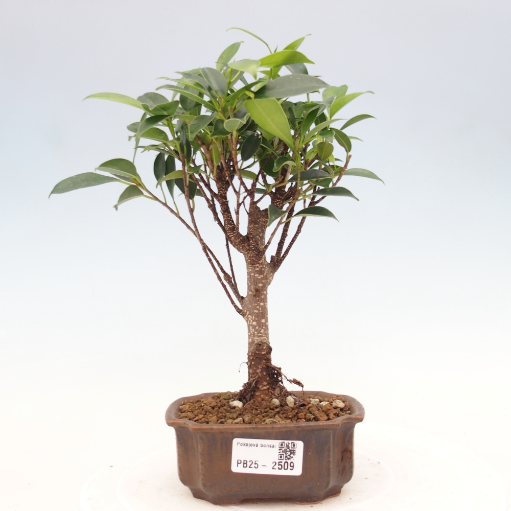 Izbová bonsai - Malolistý fikus - Ficus kimmen