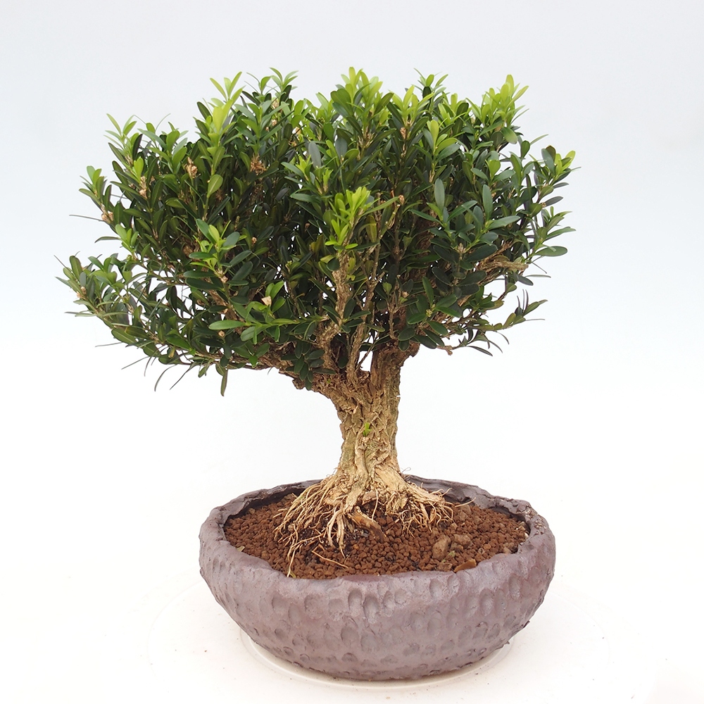 Izbové bonsaje - Buxus harlandii - korkový buxus