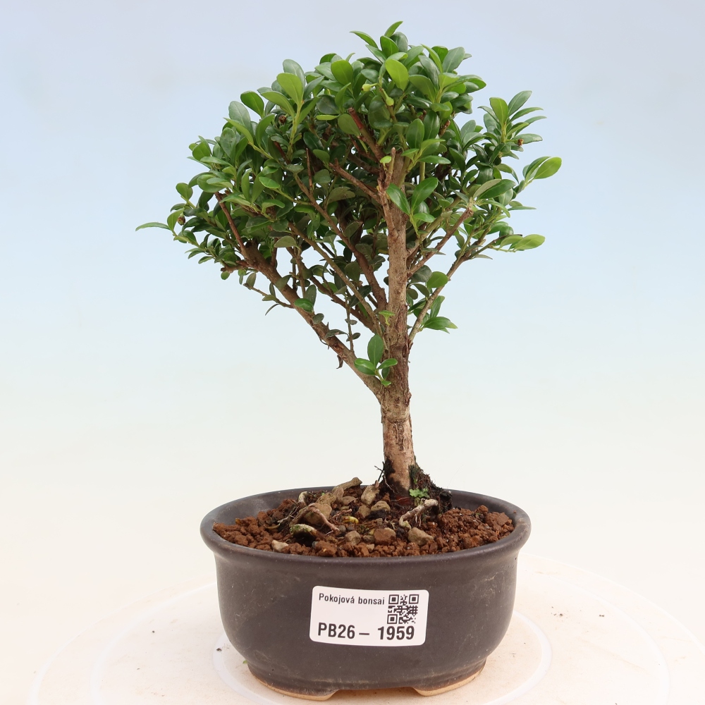 Izbový bonsaj - Ilex crenata - Cesmína