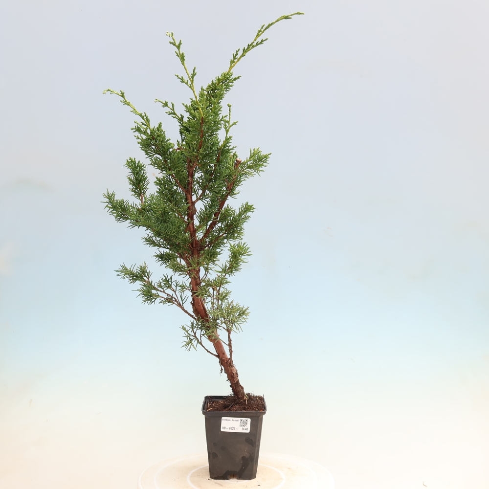 Vonkajší bonsaj - Juniperus chinensis Kishu